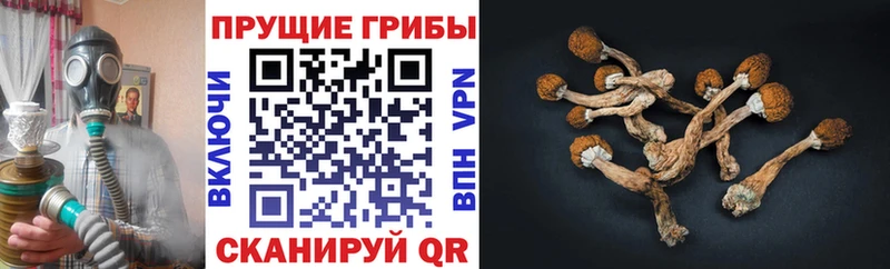 OMG ссылка  Старый Крым  Псилоцибиновые грибы мухоморы 